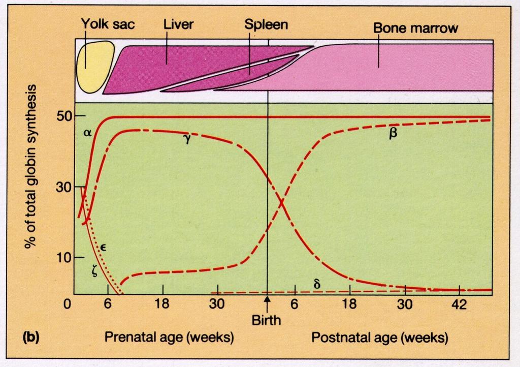 megaloblastic phase,