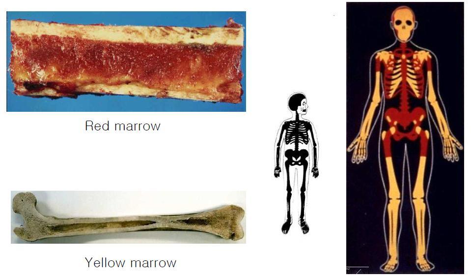 Consisting mainly hematopoietic tissue Consisting mainly of fat cells The fatty degeneration of