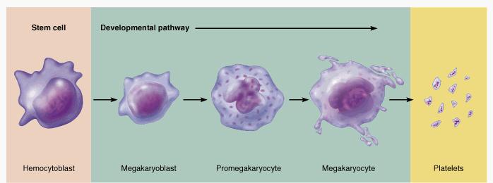 Platelets form by budding