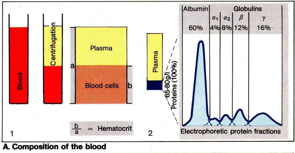 III. 혈장 (Plasma) A.