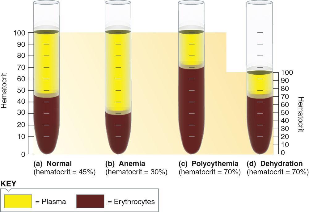 Hematocrit: 적혈구용적률