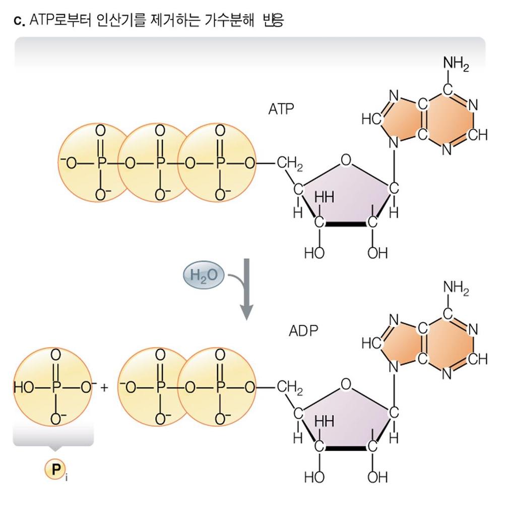ATP + H 2 0 ADP + p i