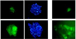 - 대한내분비학회지 : 제 20 권제 4 호 2005-3 weeks (fixed) 1 month (living) Ad-PDX1- IRES-GFP x 50 Hyb-PDX1- IRES-GFP GFP DAPI GFP X 200 X 400 Fig. 3.