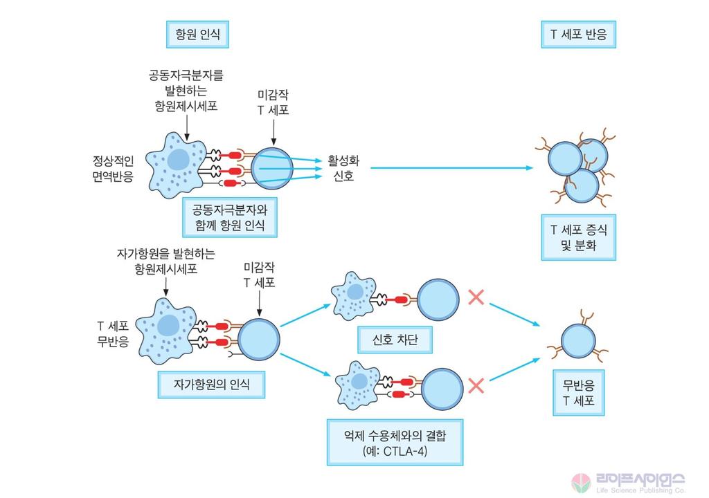 Chapter 16; 면역관용 (Immunologic tolerance) T 세포관용 2.