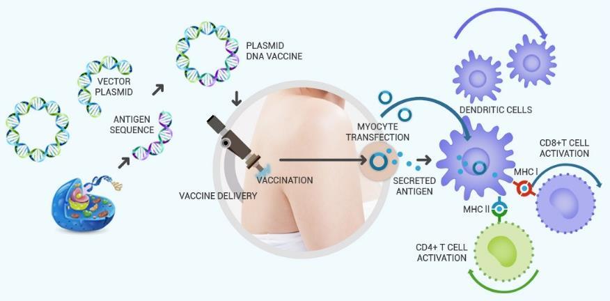 제약업 그림 7. DNA 백신치료원리 GX-188E 임상결과 CIN3 환자대상임상 1상결과 : CIN3 환자대상임상 2a상 HPV 감염으로인한자궁경부전암후기 (CIN3) 환자대상으로 GX-188E 임상 1상이진행되었다. 총 3회에걸쳐 GX-188E를투여한결과총 9명의 CIN3 환자중 7명의환자가완치되어 86% 에달하는치료율을보였다.