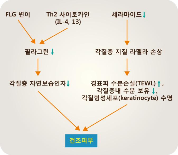 건강기능식품기능성평가가이드 (2) 세라마이드 (ceramide) 지질성분들로구성된세라마이드는세포간 intercellular cement의 35 40% 를차지하며피부의수화와관련이있다. 따라서세라마이드의지질성분들의생성및분비감소가 lamellae 구조를파괴되면서경피수분손실 (TEWL) 이증가하여피부는건조해지고표면이메마르며각질이생성된다. 그림 4.