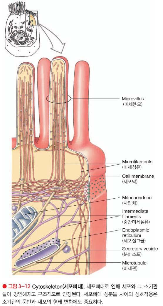 세포뼈대 (cytoskeleton)