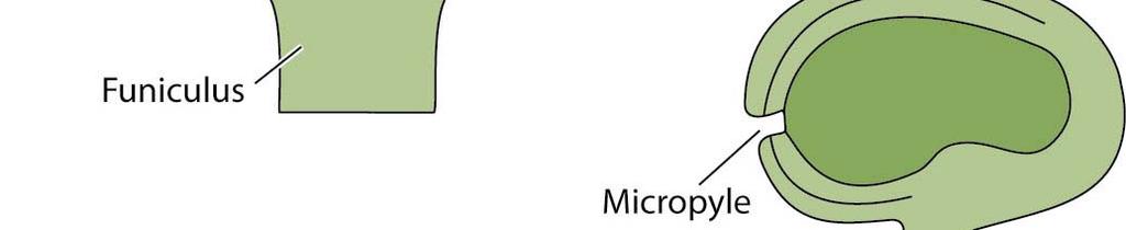 에서생성됨 - 다른하나는 microspore ( 소포자 ): microsporangium
