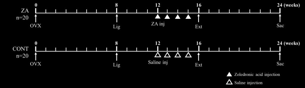 maxilla and right mandible M1, M2; Sac, sacrifice. Figure 2.