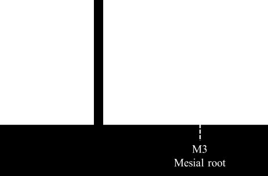 morphometry of the