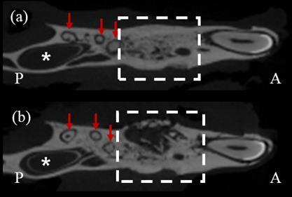 Figure 7. Micro-CT images of the extraction site in the axial view. Bony healing status of the extraction site was observed.