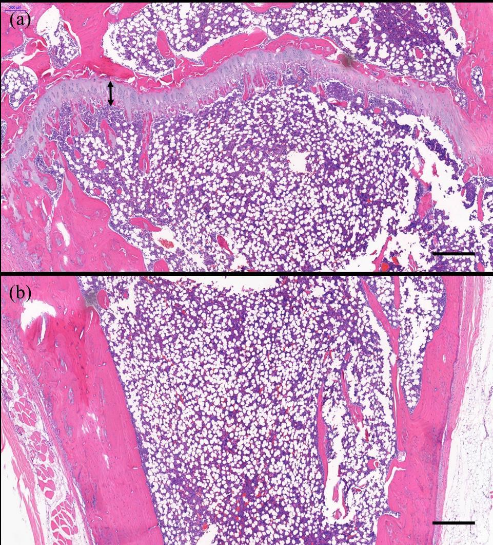 Figure 8. Histologic analysis in the tibia of CONT group. Longitudinal cross-section image of the proximal tibia stained with H&E. 50 magnification.