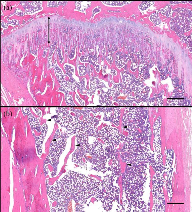 Figure 9. Histologic analysis in the tibia of ZA group. Longitudinal cross-section image of the proximal tibia stained with H&E. 50 magnification. Scale bar: 400μm.