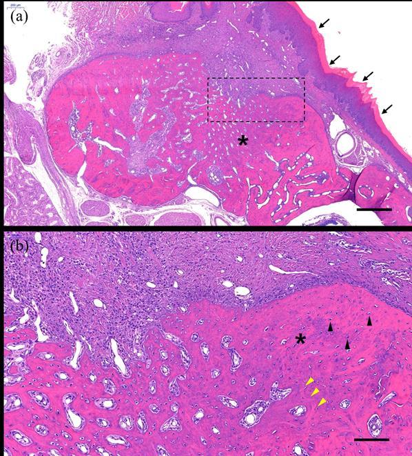 Figure 10. Histologic analysis in the extraction site of CONT group. Histologic findings in extraction site stained with H&E staining.