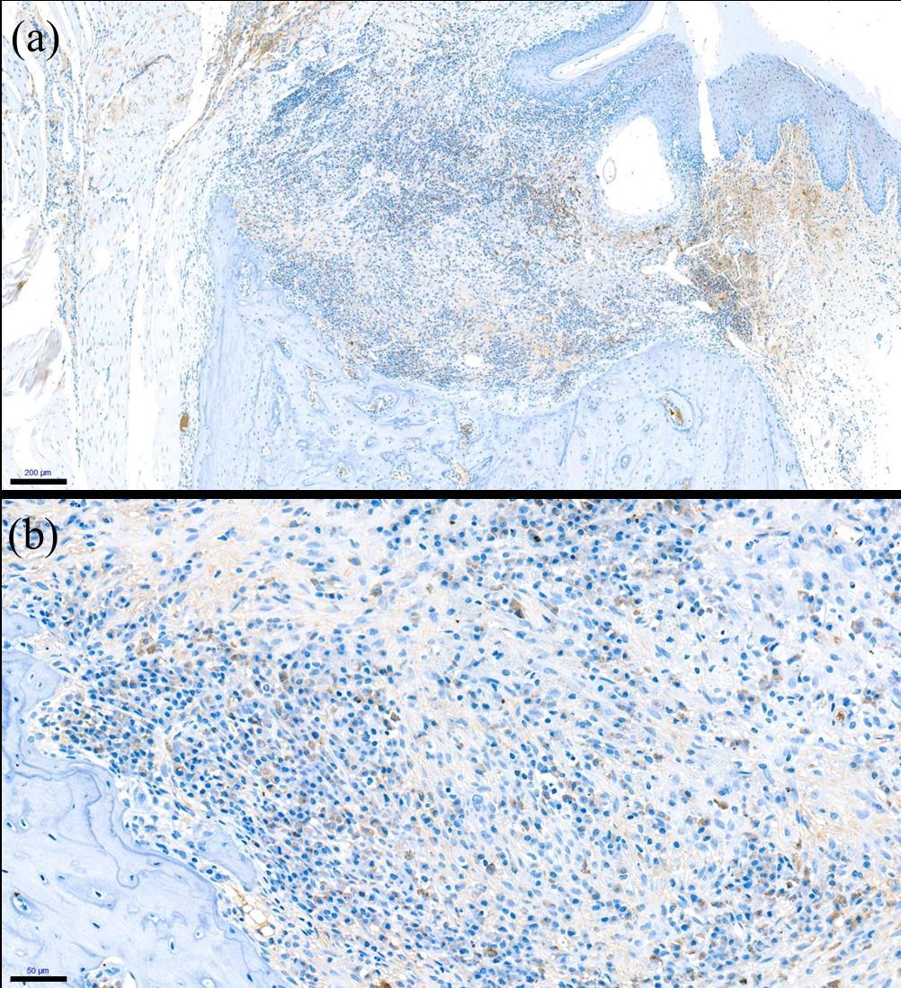 Figure 12. Immunohistochemical staining for anti-cd68 (a, b) in CONT group.