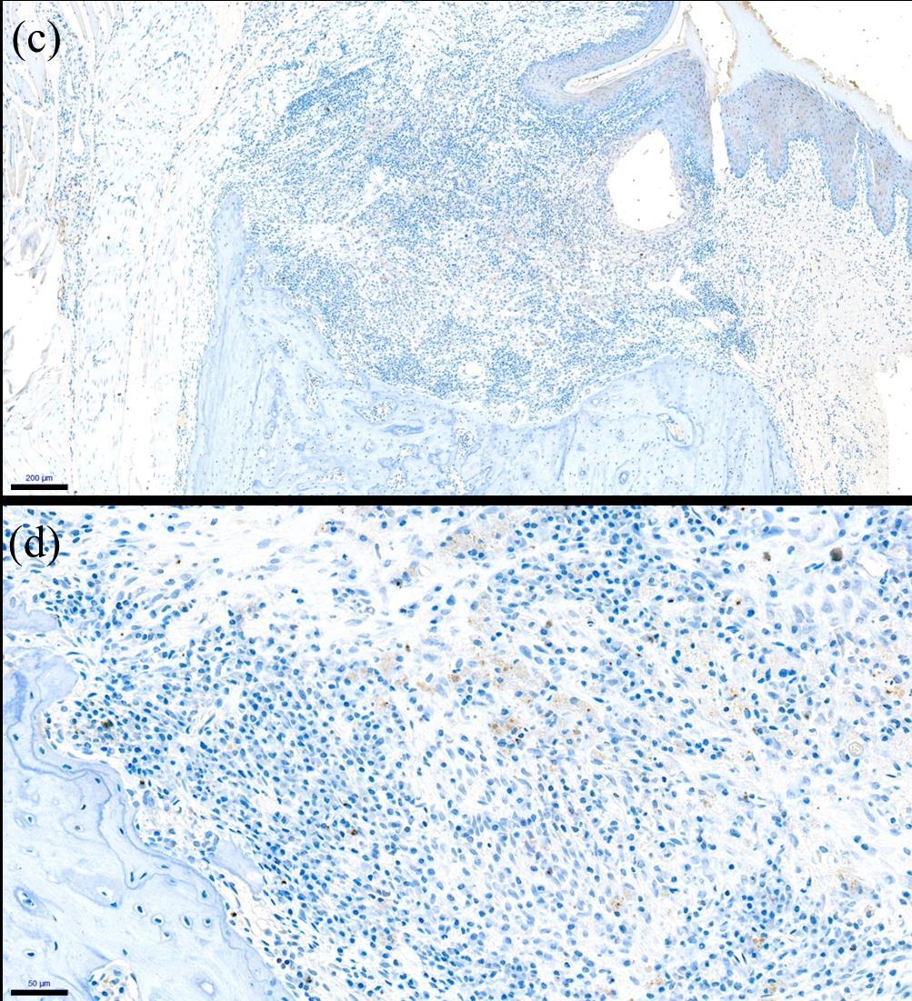 Figure 12. (continued) Immunohistochemical staining for anti-cd86 (c, d) in CONT group.