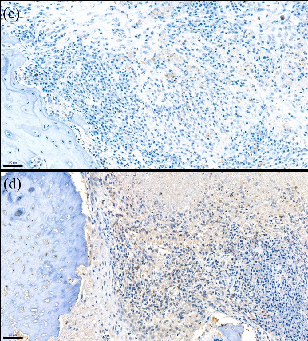 Figure 14. (continued) Comparison of anti-cd86 (c, d) immunohistochemical staining between two groups. 200 magnification.