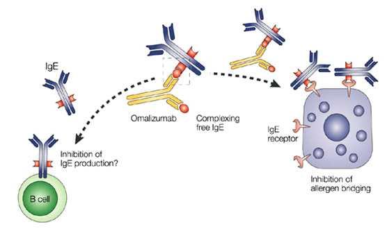 21/30 만드는중간단계이며 IgE 제시기억 B 세포 (IgE-expressing memory B cell) 에도관여한다. 작용기전 IgE 항체는 mast cell 및 basophil 표면의 FcεRI 수용체에결합하여혈중내 IgE의수치를낮추며 IgE와수용체의결합을차단하여염증세포의탈과립을억제한다.