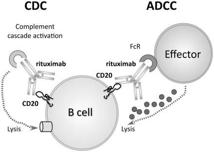 6/30 CD20 억제제란어떤약제인가? CD20 (cluster of differentiation 20) CD20은 B-lymphocyte antigen (B 세포항원 ) 또는모든 B 세포표면에서제시되는단백질이며 pro-b phase에서시작하여점진적으로성숙할때까지농도가증가한다.