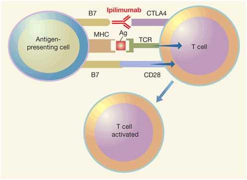 10/30 보내결합하여야한다. 작용기전 CTLA-4 항체는 CTLA-4 수용체와결합하여억제신호의전달을차단함으로써 CTL의암세포파괴작용을유지시킬수있으므로암치료에사용한다. 즉, T 세포는암세포를인지하고파괴하는기능을가지고있지만, 이를억제하는기전은암세포파괴과정을차단한다. Ipilimumab은억제기전을중단시켜 T 세포가암세포를계속파괴할수있도록도와주는역할을한다.