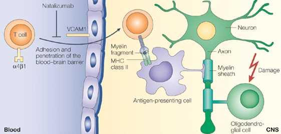 27/30 Integrin-α4 억제제란어떤약제인가? Integrin-α4 (very late antigen-4, VLA-4) Integrin-α4 항체는 integrin-α4와수용체와결합하여 T 림프구표면의 α4 integrin-α4β1 부착을저해한다.