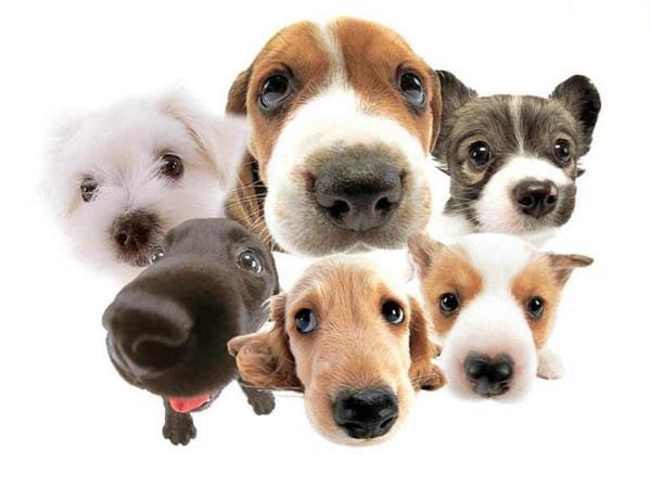 Object Oriented Programming( OOP ) class Dog: eyes ears legs Class - 실체화 (instance) 되지않는추상적부류 사물이지니고있는 ( 동적이지않은 ) 속성 (attribute) mydog = Dog() mydog.run() mydog.