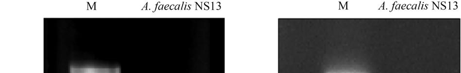 호기성종속영양질산화및탈질화 171 암모니움제거에따른질소평형 HNM에서배양한 NS13 균주에의해제거되는암모니움뿐만아니라질산화과정시발생되는하이드록실아민, 아질산염, 질산염및암모니움가스와탈질화시발생하는아산화질소를측정하고또한 HNM의총질소량을측정하였다. 최종적으로암모니움은 0.21 mg/l이남아 99% 이상제거되었으며하이드록실아민, 아질산염및질산염은각각 0.