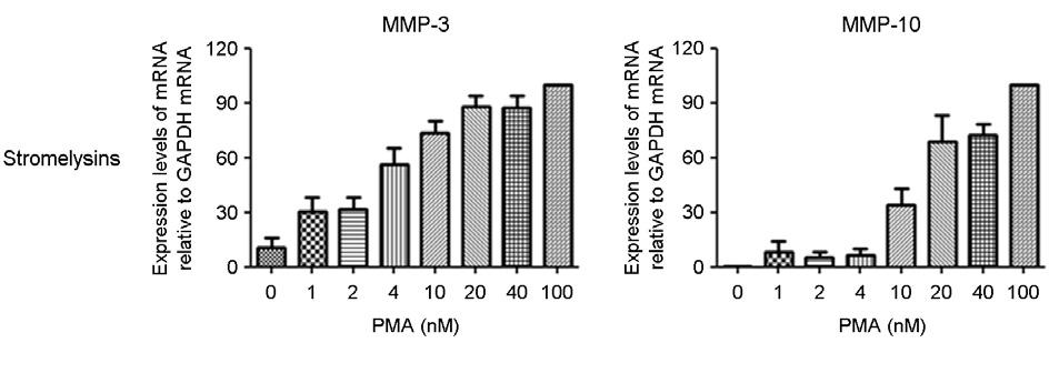 cdna was prepared from extracted total RNA and subjected to PCR to amplify MMPs.