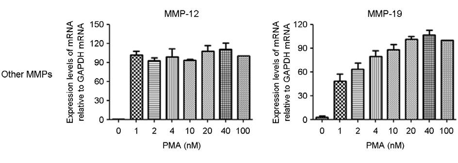 Data are expressed as the mean ± SD and are presented as the expression levels of MMPs mrna relative to GAP-DH mrna.