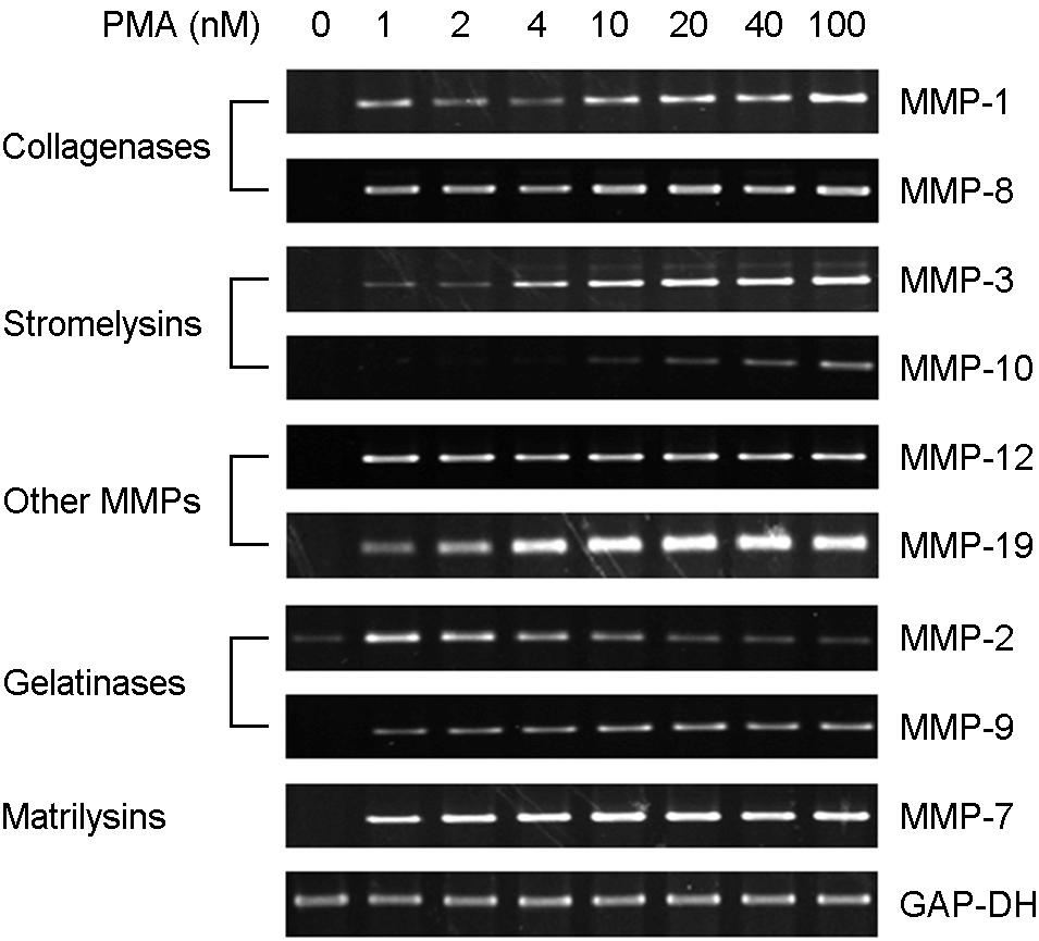 또한 Collagenases (MMP-1, -8), stromelysins (MMP-3, -10), 기타 MMP 중 MMP-12는 PMA 처리후 60시간경과후에발현이관찰된반면 MMP-19, MMP-9, MMP-7 등은 PMA 처리후 24