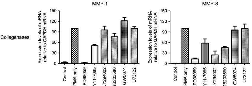 The mrna expression level of MMPs relative to GAP-DH mrna in PMA-treated cells without treatment with inhibitors was set as 100. The data represent results from three independent experiments.