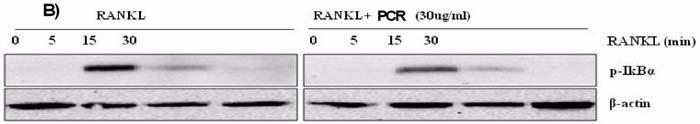 J Korean Obstet Gynecol Vol.27 No.1 February 2014 Fig. 4. Effect of PS Extract on the Expression of NFATc1, c-fos, TRAP, OSCAR and NF-κB Signal.