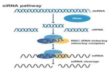 sirna : transcript degradation RNAi (RNA interference) 기술의근거, 외부유래 특정단백질의 konok-down 이나발현수준을감소시키는데사용