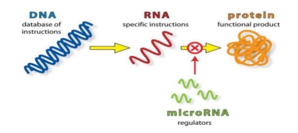 mirna : translation silencing 모든유기체에존재하는짧은길이 (21-25개의 nucleotide로되어있음 ) 의비암호화 RNA 임 mirna는실제 mrna가 match 되는염기서열이 5-7bp 전사및전사후단계 (mrna의번역을방해, ribosome 결합방지 ) 에서유전자발현을억제하는기능 mrna의 3 -UTR에상보성을가짐으로 mrna