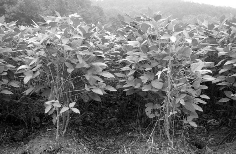 검정콩녹색자엽소립신품종 소청 호 57 Socheong Cheongjakong Fig.. Pictures of the cultivation in the field (left) and comparison of see size (right), Socheong.