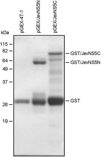 JEV NS5 Antibody 57 것과같이삽입된 JevNS5N과 JevNS5C는모두 pgex- 4T-1이인코딩하고있는 GST 단백질의 C-말단부위에융합되도록하였으며, 그결과 pgex/jevns5n과 pgex/ JevNS5C이라고명명된플라스미드를합성하였다.