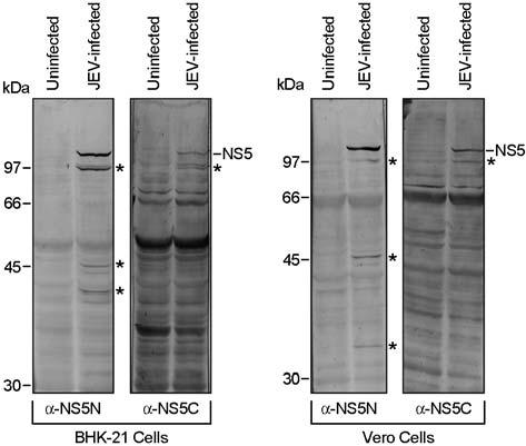 58 J-M Kim, et al. A Figure 4. Immunoblotting with two mouse antisera raised against GST/JevNS5N and GST/JevNS5C.