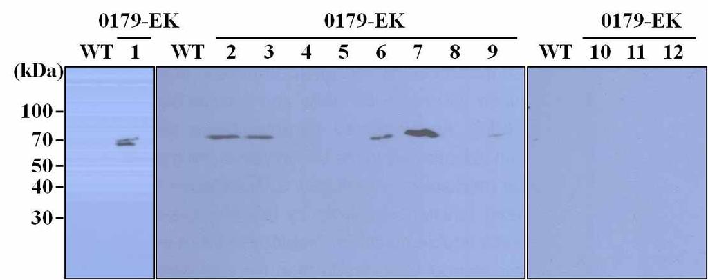 Streptavidin Binding Peptide (SBP) SBP-tag Enterokinase 6 ( 2). 3:1( : ) single-copy T-DNA 5 T2. 2. Enterokinase 3. Enterokinase. Enterokinase GST-Asp-Asp-Asp-Asp-Lys-GFP Enterokinase (Asp-Asp-Asp-Asp- Lys) Lys.