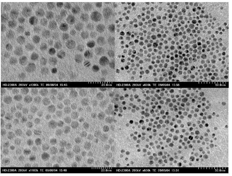 Fig. 3-5. TEM image of ABC silver nanoparticles., SD (250 g ) 4. ABC silver nanoparticles stock.