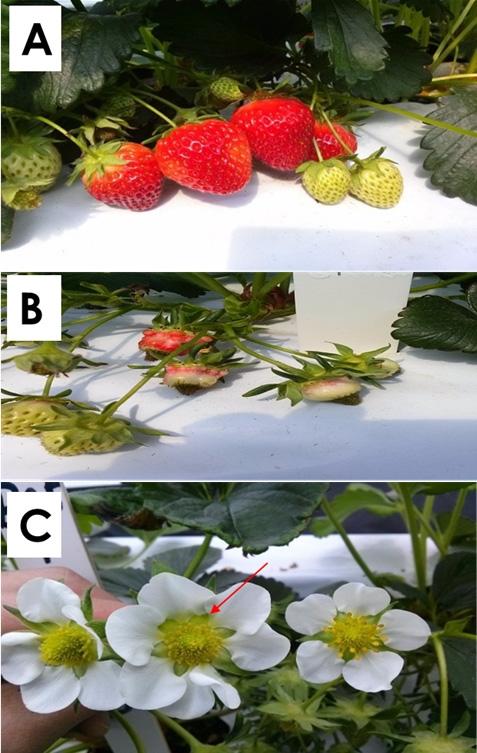 J Plant Biotechnol (2019) 46:106 113 109 Fig. 2 Comparison of morphological traits with plant hormone treatment of strawberry Seolhyang. (A) Normal fruits. (B) Abnormal fruits.