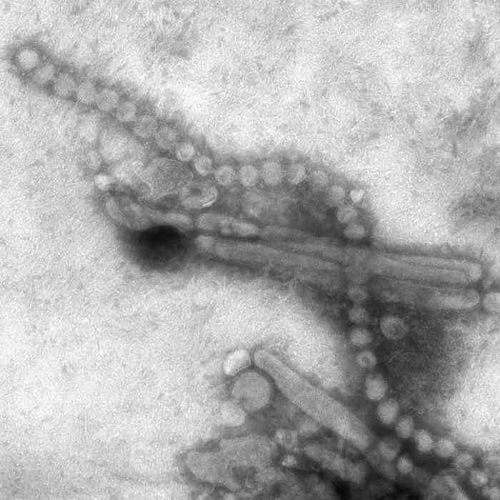 바이러스 02 2 Avian influenza virus affecting human 위험군 : 제 3 위험군 국내범주 : 고위험병원체 (H5N1, H7N7, H7N9 만 해당 ), 생물작용제, 전략물자통제병원체 ( 고병원성조류인플루엔자바이러스해당 ) 특성 : 과, 속,, (-)ssrna 바이러스 출처 :CDC/ Cynthia S.