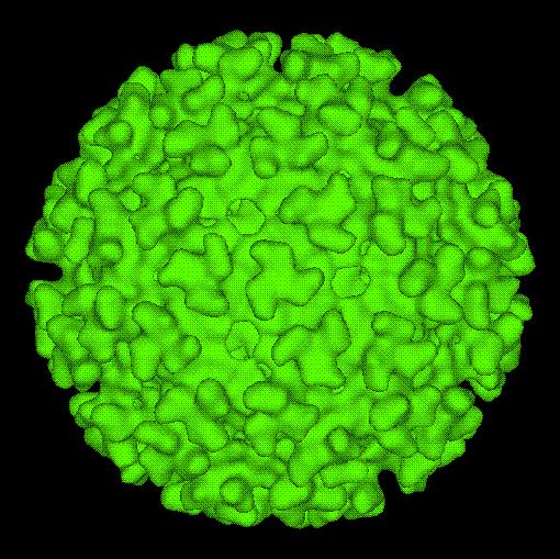 2017 병원체생물안전정보집 ( 제 2, 3, 4 위험군 ) 3 Bebaru virus 위험군 : 제 2위험군 국내범주 :- 특 성 : 과, 속, (+)ssrna, 외피 있음 Surface of Alphavirus 출처 :CDC 병원성및감염증상 잠복기 :- 말레이반도사람샘플의 3 분의