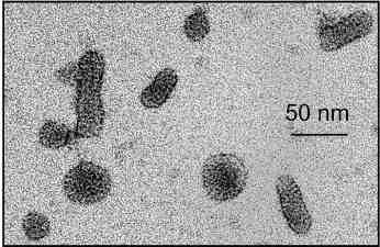 바이러스 02 20 Hepatitis D virus(hepatitis delta virus) 위험군 : 제 2위험군 국내범주 :- 특성 :Unassigned( 과없음 ), 속, circular (-)ssrna 출처 :Severin G. et al. J. Virol. Apr.