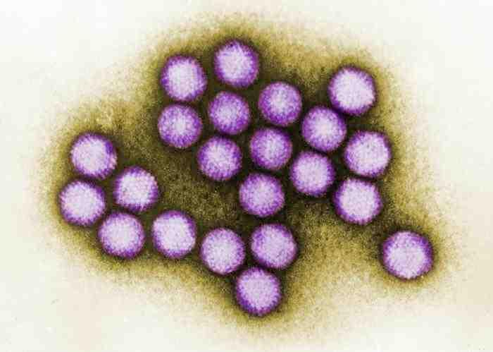 2017 병원체생물안전정보집 ( 제 2, 3, 4 위험군 ) 24 Human adenovirus 위험군 : 제 2위험군 국내범주 :- 특 성 : 과 속, dsdna, 정이십면체캡시드, 외피없음 출처 :CDC/ Dr. G.