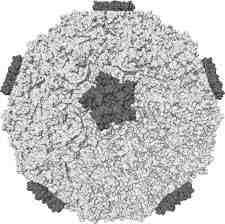 바이러스 02 35 Human rhinoviruses 위험군 : 제 2위험군 국내범주 :- 특 성 : 과, 속, (+)ssrna 바이러스, 외피없음 Molecular surface of the capsid of human rhinovirus 16 출처 :http://en.wikipedia.
