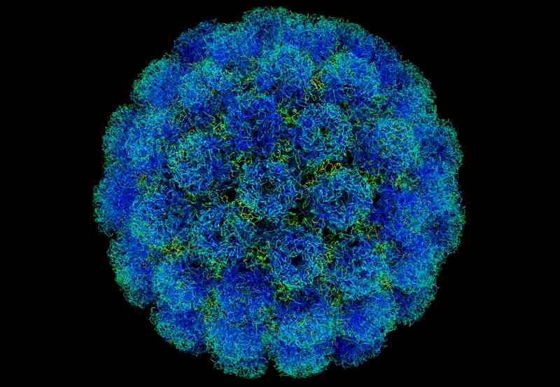 바이러스 02 64 Simian immunodeficiency virus(siv) 위험군 : 제 3위험군 국내범주 :- 특 성 : 과, 속, (+)ssrna 바이러스 SIMIAN VIRUS 40 출처 :https://commons.wikimedia.org/ wiki/file:symian_virus.
