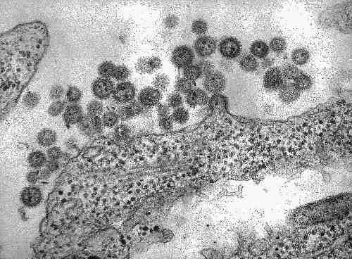 바이러스 02 66 South American hemorrhagic fever virus (Guanarito virus, Junin virus, Machupo virus, Sabia virus) 위험군 : 제 4위험군 국내범주 : 고위험병원체, 생물작용제, 전략물자통제병원체 특 성 : 과, 속, (-)ssrna 바이러스, 피막있음 Machupo virus