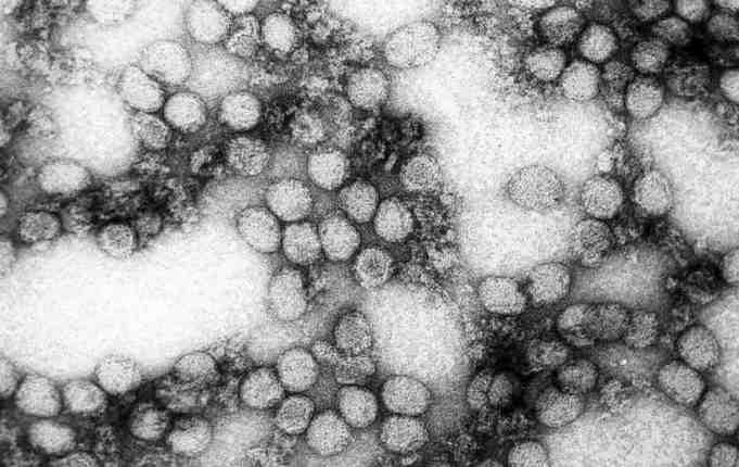 바이러스 02 76 Yellow fever virus 위험군 : 제 3위험군 국내범주 : 고위험병원체, 전략물자통제병원체 특 성 : 과, 속, 구형, (+)ssrna 바이러스, 피막있음 출처 :CDC/ Erskine Palmer, Ph.