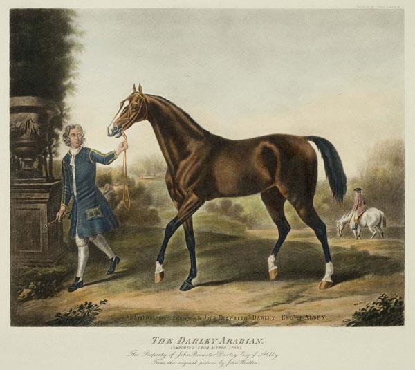 다알리아라비안 (Darley Arabian, 1700) 이클립스 (Eclipse, 1764) 15 핸드체고의다알리아라비안 ( 순종아랍종 ) 은 Mannicka