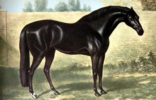 고돌핀아라비안 (Godolphin Arabian, 1724) 고돌핀아라비안 (Godolphin Arabian,1724) 마셈 (Matchem,1748)
